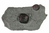 Plate of Two Red Embers Garnets in Graphite - Massachusetts #147866-1